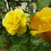 DSC04185