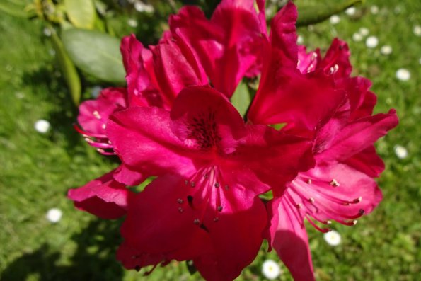 DSC02531