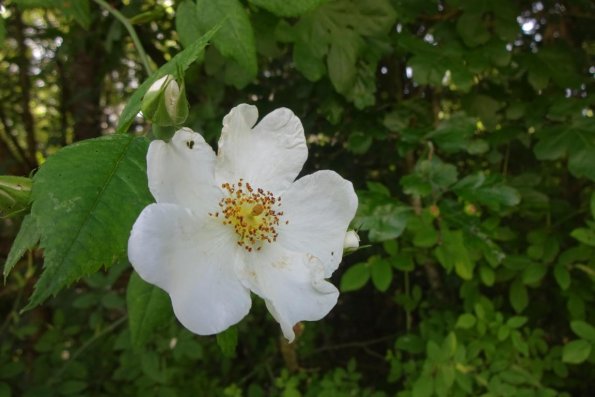 DSC03341